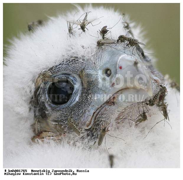 �������� ������, ��������, ��������, ��������, �����������, ������ �����, ������ �����, XYZ, ���������, Falconidae, ������, Falco peregrinus